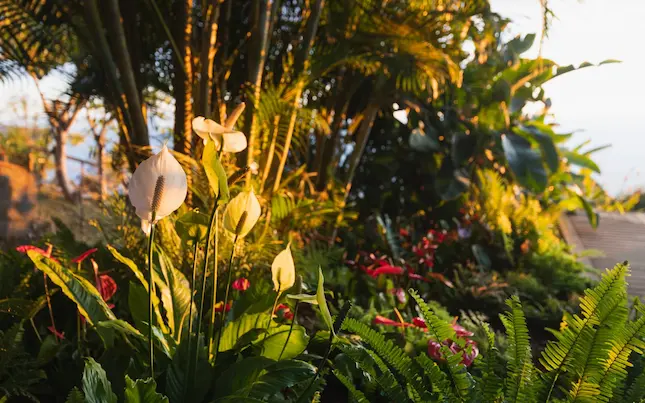 Aménagement paysager tropical à La Réunion – fleurs, fougères et plantes luxuriantes